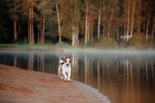 Pes jack russell teriér — Stock fotografie