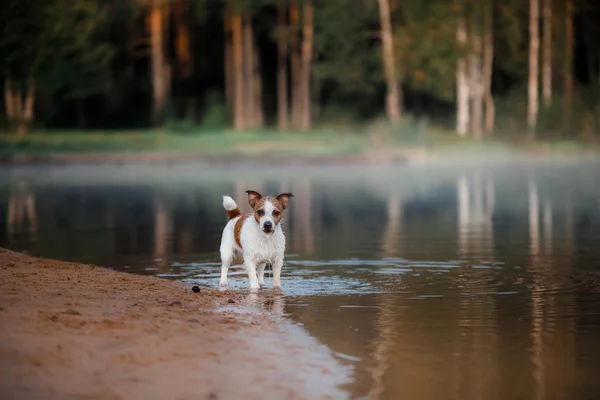 Pies Jack Russell terrier — Zdjęcie stockowe