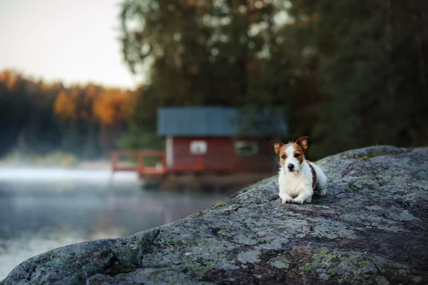 Hond jack russell terriër — Stockfoto