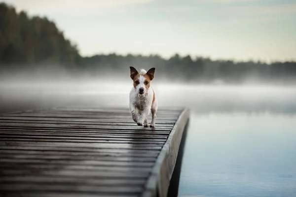 Pies nova scotia kaczka tolling retriever — Zdjęcie stockowe