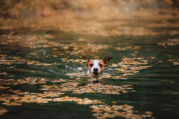 Perro jack russell terrier — Foto de Stock