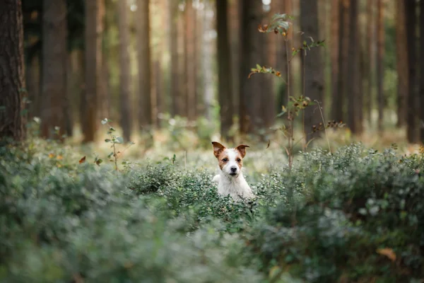 Chien jack russell terrier — Photo