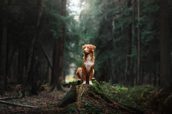 Dog nova scotia duck Maut-Retriever — Stockfoto