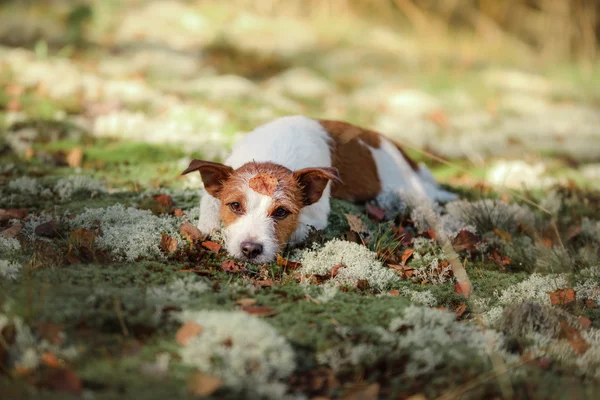 Perro jack russell terrier — Foto de Stock