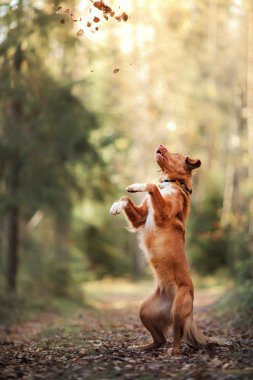Nova Scotia Duck Tolling Retriever atlama yaprakları üzerinde