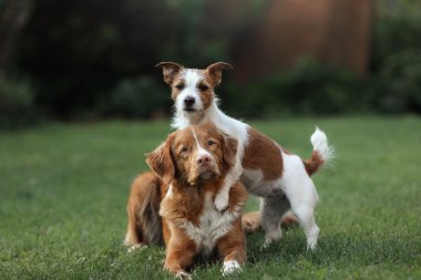 Jack Russell Terrier köpek ve köpek Nova Scotia Duck Tolling Retriever ve birbirlerine sarılma