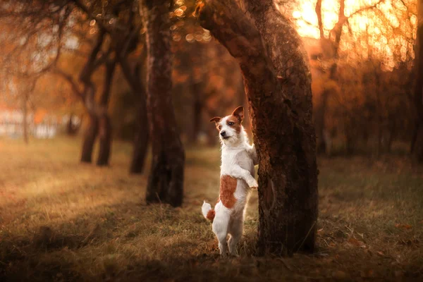 狗站附近一棵树和悲伤，杰克罗素梗犬 — 图库照片