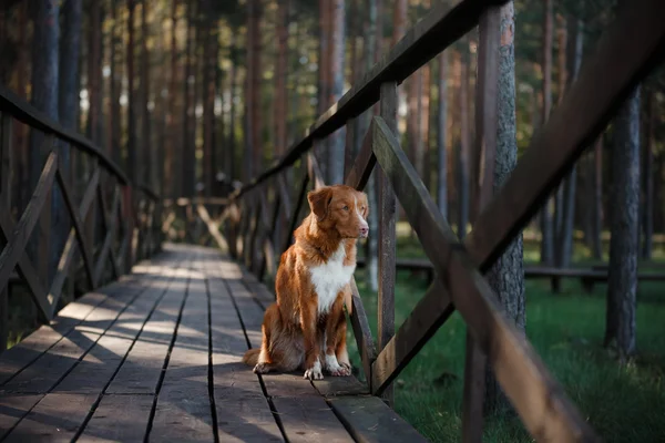 Nova scotia duck tolling retriever köpek — Stok fotoğraf