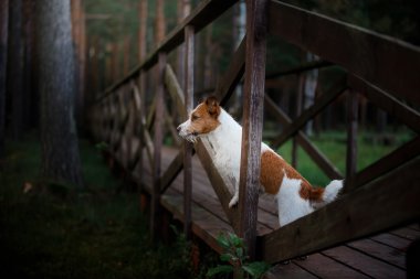 bir köpek ayakta Köprüsü ve ileri görünüyor. Jack Russell Terrier