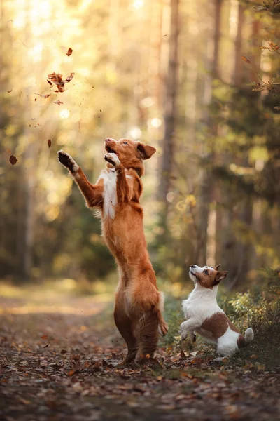 Собака Джек Рассел Терьер и собака Новая Шотландия Дак Толлинг ретривер прыгают через листья — стоковое фото