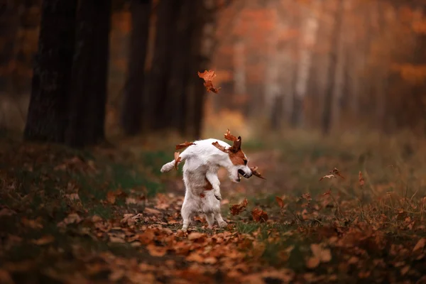 Chien Jack Russell Terrier sauter par-dessus les feuilles — Photo