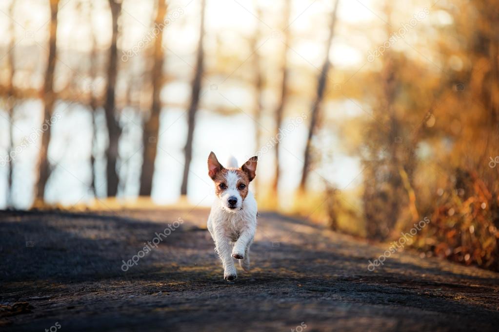 Jack Russell Terrier runs and looks forward