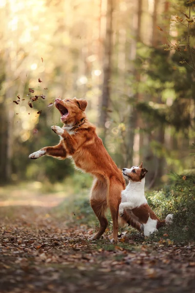Perro Jack Russell Terrier y perro Nova Scotia Duck Tolling Retriever saltar sobre las hojas —  Fotos de Stock