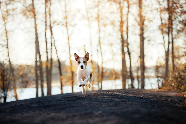 Jack Russell Terrier court et attend avec impatience — Photo