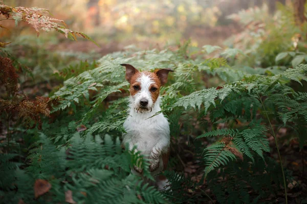 Jack Russell Terrier stehend — Stockfoto