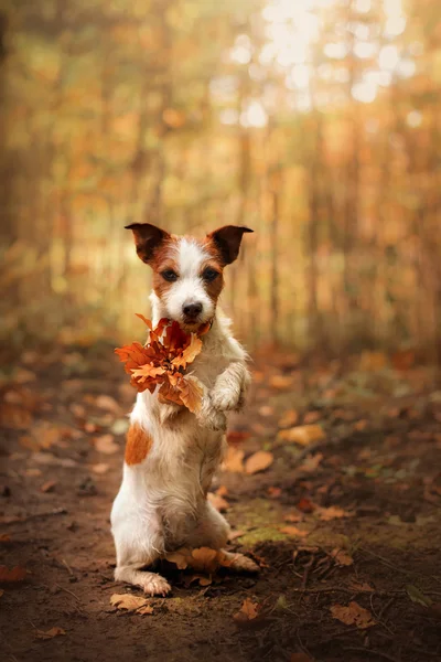 Hond houdt poten geel blad. Gehoorzaam Jack Russell Terriër in de herfst in het park — Stockfoto