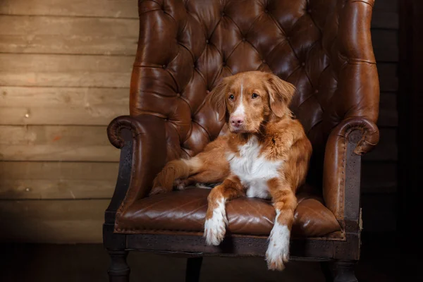 Perro Nova Scotia Duck Tolling Retriever, retrato sobre un fondo de color de estudio —  Fotos de Stock