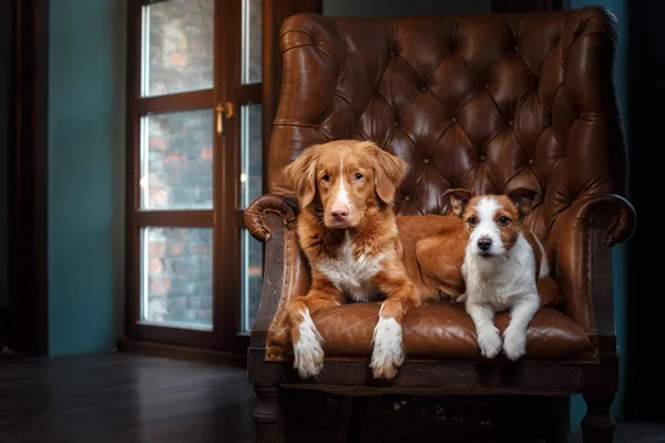 Hunde Jack Russell Terrier und Nova Scotia Ente Maut Retriever Porträt auf einem Studio Farbhintergrund, — Stockfoto