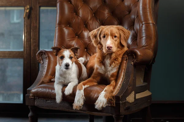 Hunde Jack Russell Terrier und Nova Scotia Ente Maut Retriever Porträt auf einem Studio Farbhintergrund, — Stockfoto