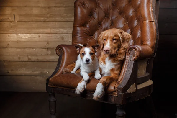 Hunde Jack Russell Terrier und Nova Scotia Ente Maut Retriever Porträt auf einem Studio Farbhintergrund — Stockfoto