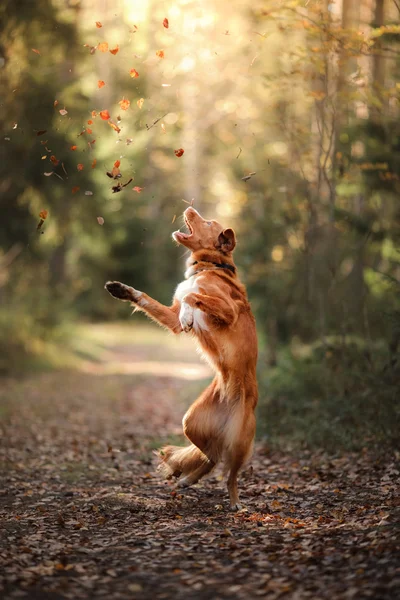 Nova Scotia Duck Tolling Retriever hoppa över bladen — Stockfoto