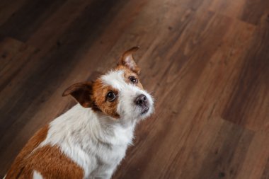 Köpekler Jack Russell Terrier portre studio renk arka plan üzerinde