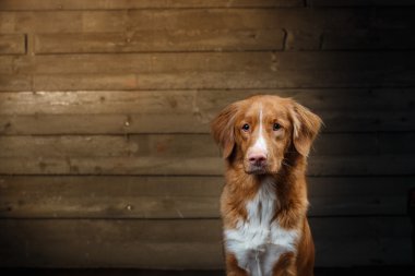 Köpek Nova Scotia Duck Tolling Retriever, portre üzerinde bir stüdyo