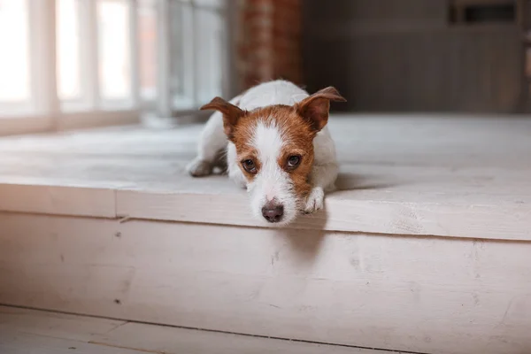 Perro Jack Russell Terrier retrato sobre un fondo de color de estudio , —  Fotos de Stock