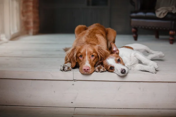 Cani Jack Russell Terrier e Nova Scotia Duck Tolling Retriever ritratto su sfondo color studio — Foto Stock