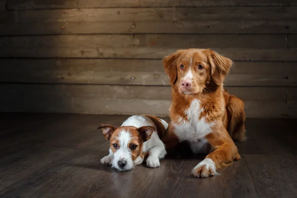 Dogs Jack Russell Terrier and Nova Scotia Duck Tolling Retriever portrait on a studio — Stock Photo, Image