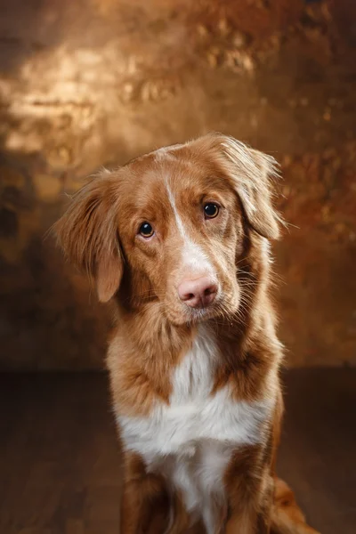 Nova Scotia Duck Tolling retrívr portrét na studio pes — Stock fotografie