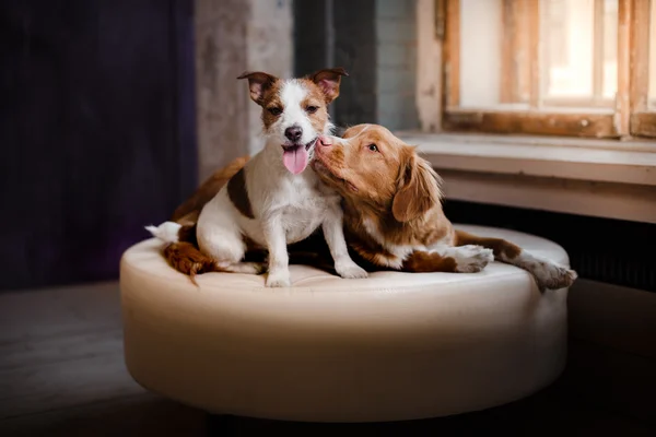 Chiens heureux Jack Russell Terrier et Nouvelle-Écosse Duck Tolling Retriever couché sur un pouf en cuir à une fenêtre en bois — Photo