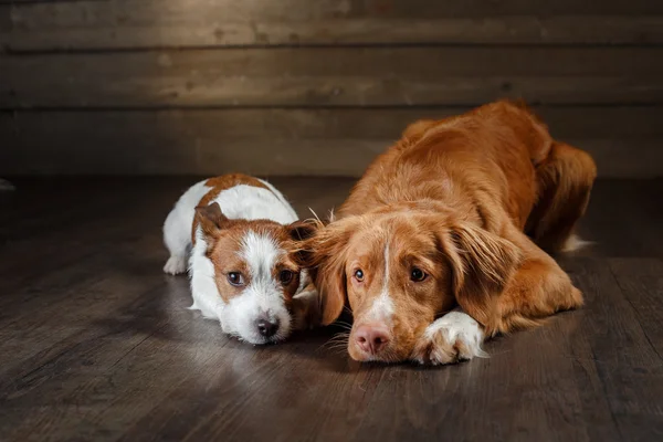 Chiens Jack Russell Terrier et Nova Scotia Duck Tolling Retriever portrait sur un studio — Photo