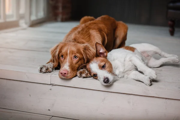 Hunde Jack Russell Terrier und Nova Scotia Ente Maut Retriever Porträt auf einem Studio Farbhintergrund — Stockfoto