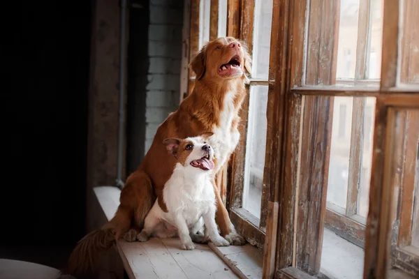 Animaux de compagnie assis sur un rebord de fenêtre à une fenêtre en bois, Chiens Jack Russell Terrier et Nouvelle-Écosse Duck Tolling Retriever — Photo
