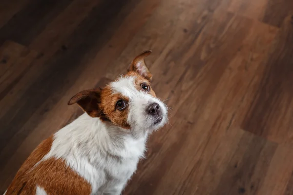 Honden Jack Russell Terrier portret op een studio achtergrond in kleur — Stockfoto