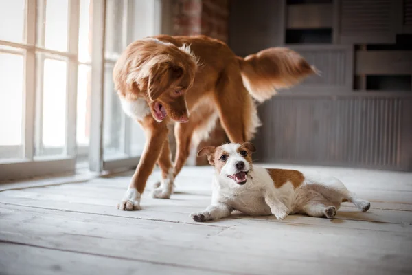 Mascotas juegan en la habitación. Perros Jack Russell Terrier y Nova Scotia Duck Tolling Retriever — Foto de Stock