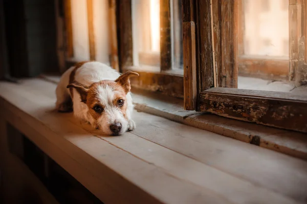 Собака Джек Рассел Терьер лежит на подоконнике возле деревянного окна — стоковое фото