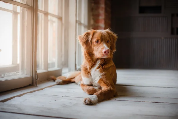 Σκύλος Nova Scotia Duck διοδίων Retriever ξαπλωμένος σε ένα ξύλινο πάτωμα από το παράθυρο — Φωτογραφία Αρχείου