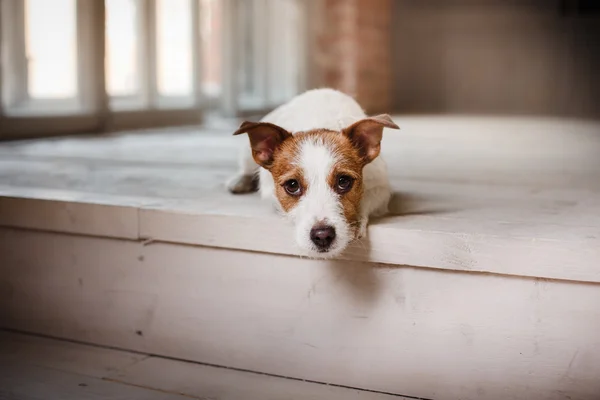Hund Jack Russell Terrier porträtt på studio färgbakgrund, — Stockfoto