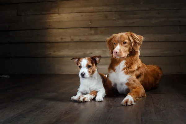 Dogs Jack Russell Terrier and Nova Scotia Duck Tolling Retriever portrait on a studio — Stock Photo, Image