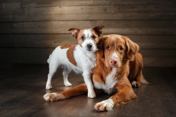 Honden Jack Russell Terriër en de Nova Scotia Duck Tolling Retriever portret op een studio — Stockfoto