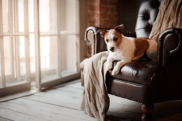 Dog Jack Russell Terrier tumbado en la silla de cuero junto a una ventana de madera —  Fotos de Stock
