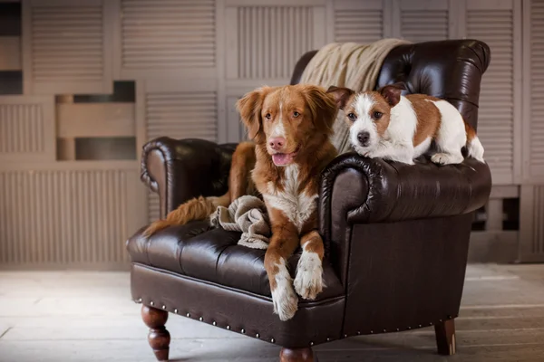 Cães Jack Russell Terrier e Nova Escócia Pato Tolling Retriever deitado na cadeira de couro no sótão interior — Fotografia de Stock