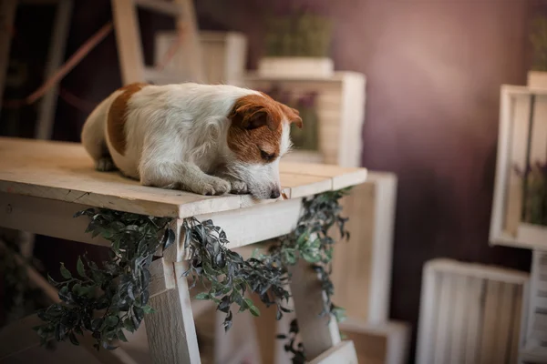 Pies pies Jack Russell Terrier leżącego na drewnianym stole — Zdjęcie stockowe
