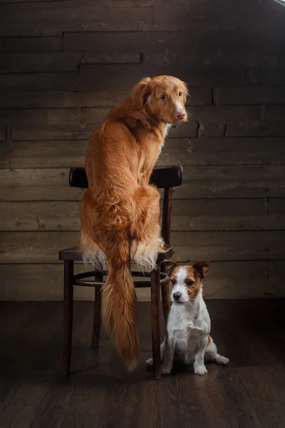 Chiens Jack Russell Terrier et Nova Scotia Duck Tolling Retriever portrait sur un studio — Photo