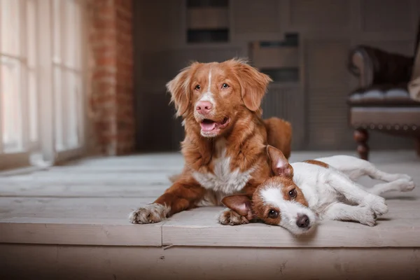 Happy dogs Jack Russell Terrier and Nova Scotia Duck Tolling Retriever lying on the wooden floor — Stock Photo, Image