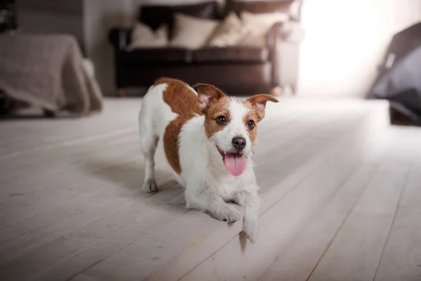 Hund Jack Russell Terrier porträtt på studio färgbakgrund, — Stockfoto