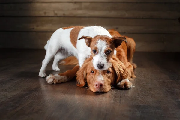 Dogs Jack Russell Terrier and Nova Scotia Duck Tolling Retriever portrait on a studio — Stock Photo, Image