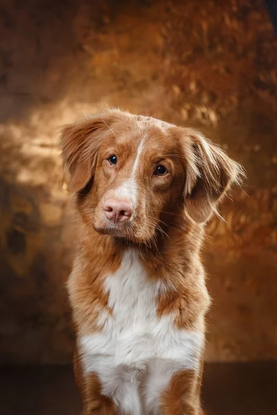 Nova Scotia Duck Tolling retrívr portrét na studio pes — Stock fotografie